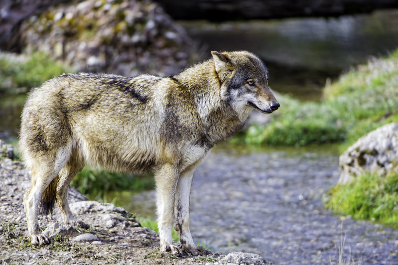Blog Post: Whose views, science, or laws matter when deciding to kill wolves in Switzerland?