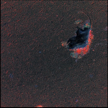 Opinion: Individuals vs. Species: A Critique of Environmental Law’s Focus on Biodiversity